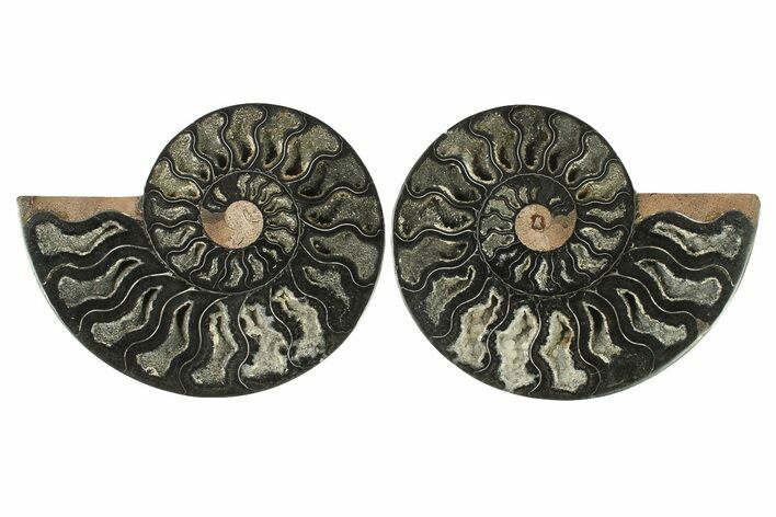 Cut & Polished Ammonite Fossil - Unusual Black Color #286620